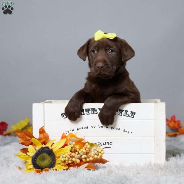 Crystal, Chocolate Labrador Retriever Puppy